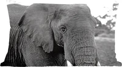 Produktbild von MuchoWow® Zierkissen Sofakissen Wohnzimmer Dekokissen 50x30 cm Elefant - Tiere - Schwarz - Weiß - Natur - Wohnzimmerdekoration - Polster mit Photo
