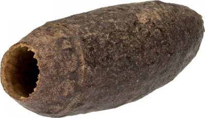Produktbild von Jecetiba Schote 7-9cm | Cariniana legalis