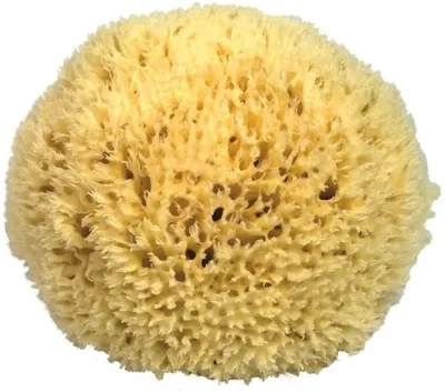 Immagine prodotto di Spugna naturale P120 Premium, circa 12 cm