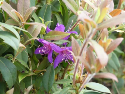 Produktbild von Wild Rhododendron / Alpenrose - Rhododendron tricanthum - 30-40cm