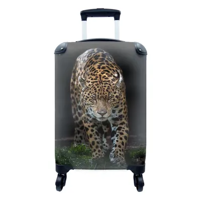 Produktbild von MuchoWow® Koffer Handgepäck Trolley Rollkoffer Kleine Reisekoffer mit 4 Rollen - Jaguar - Schwarz - Gras - Cabin Size < 55x40x23 cm & 55x40x20 cm - Fotokoffer - Kabinenkoffer - Boardgepäck - Reise-Box - Reisekoffer - Reisegepäck - Koffer mit Bild - Trolley für Kinder