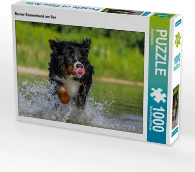 Produktbild von CALVENDO Puzzle Berner Sennenhund am See | 1000 Teile Lege-Größe 64x48cm Foto-Puzzle für glückliche Stunden
