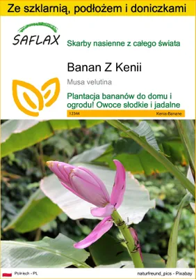 Zdjęcie produktu dla SAFLAX - Zestaw do uprawy - Banan Z Kenii - 8 Nasiona - Z mini szklarnią, podłożem uprawowym i 2 doniczkami - Musa velutina