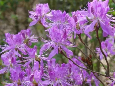 Produktbild von Rhododendron canadense - kanadischer Rhododendron