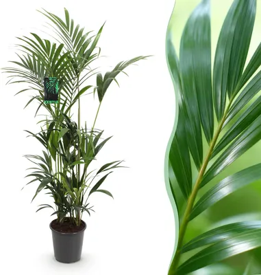 Produktbild von Green boutiQ - Zimmerpflanze - Howea Forsteriana - Kentia-Palme - Pflegeleicht - Grün - 1 Pflanze - Topf 27cm - Höhe 160-170cm