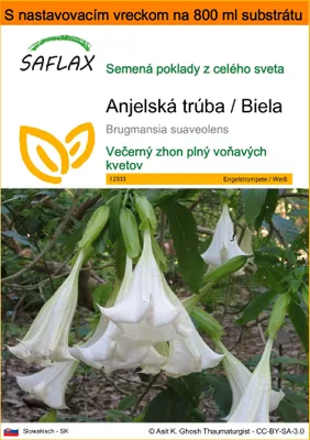 Obrázok produktu pre SAFLAX Garden in the bag - Anjelská trúba / Biela - Brugmansia suaveolens - 10 Semená - S pestovateľským substrátom v praktickom samostaviteľnom vrecku