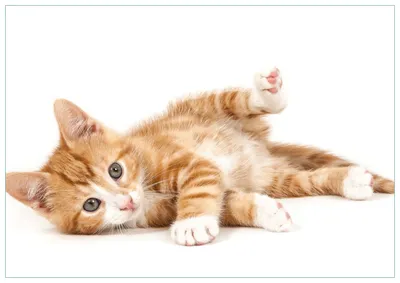 Produktbild von Wallario Premium Glasbild, freischwebende Optik, kräftige Farben, Größe 100 x 70 cm Motiv Süße Katze mit großen Augen - rot weiß getigert