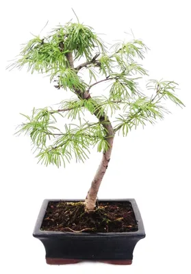 Obrázek produktu pro Venkovní bonsaj Pseudolarix amabilis - Modřín zlatý nebo modřín opadavý 20cm