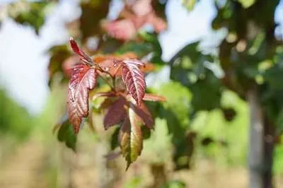 Image de Malus tor. 'Scarlett'® - Pomme d'ornement 60- 80 cm - conteneur