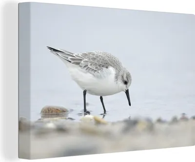Produktbild von OneMillionCanvasses® - Leinwandbilder - 140x90 cm, Sanderling auf Nahrungssuche, Wandbilder Kunstdruck Wanddekoration - Foto auf Leinwand - Gemälde auf Holzrahmen