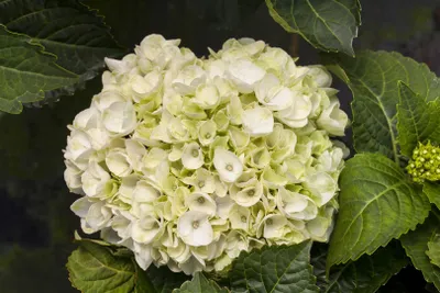 Produktbild von Hydrangea macrophylla 'Everbloom White Wonder', weiß, 30–40 cm
