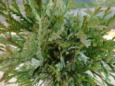 Produktbild von Thujopsis dolabrata Variegata - Hiba-Lebensbaum Variegata - 40-50cm