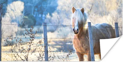 Produktbild von MuchoWow® Poster Pferd - Winter - Schnee 80x40 cm - Wanddeko