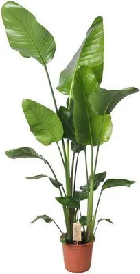 Zdjęcie produktu dla Strelitzia Strelitzia Nicolai - Ø21cm - 130cm wysokości - Elegancka roślina doniczkowa - Tropikalny styl dla domu