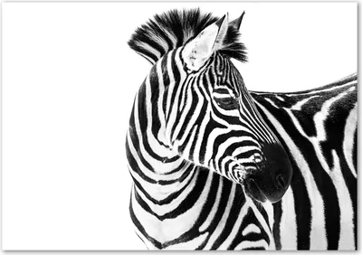 Produktbild von Tulup® Glas-Bild - 100 x 70 - Wandbild aus Glas - Wandkunst - Wandbild hinter gehärtetem Sicherheitsglas - Tiere - Zebra im Schnee - Schwarzweiß
