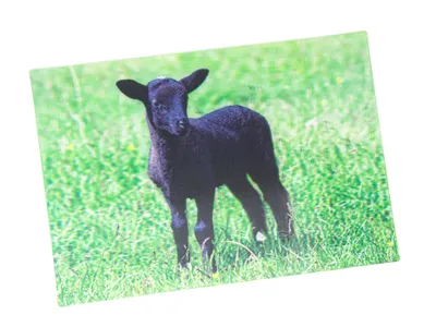 Produktbild von 3D Postkarte schwarzes Suffolk Schaf