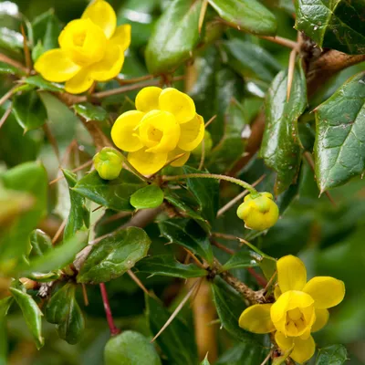 Obrázek produktu pro 2 x Berberitze - Berberis verruculosa | 25-30 cm v kontejneru