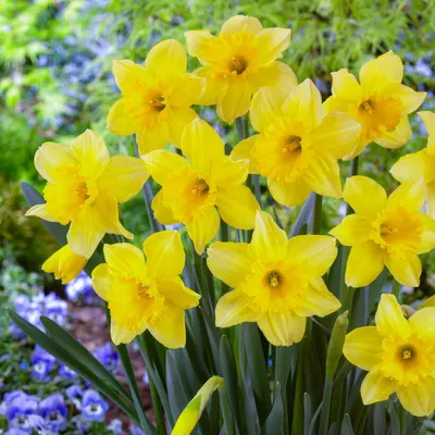 Produktbild von Narzissen Zwiebeln Winterhart Mehrjährig - Osterglocken Yellow Trumpet - 25 Blumenzwiebeln - Duftende Pflanzen aus Holland - für Garten und Topf (keine Samen, nicht künstlich)