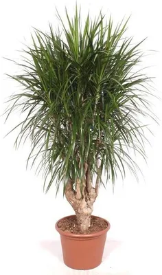 Zdjęcie produktu dla Dracaena Marginata XXL 190 cm Ø40-45 cm – drzewo smocze Roślina doniczkowa Duża roślina – łatwa w pielęgnacji roślina zielona do salonu, biura i ogrodu zimowego