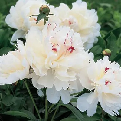 Produktbild von Pfingstrose - Paeonia 'Festiva maxima' | im Container