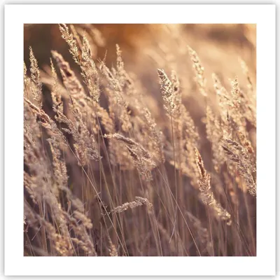 Produktbild von Poster - Poster ohne Rahmen - Boho Ähren Feld - 50x50 cm - Wand Bild - Wanddeko - Wandbilder - Kunstposter - Wandposter - Bilder - Kunstdruck - Wanddekoration - Wandbild - P2XAC50x50-4838