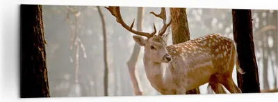 Produktbild von Bild auf Leinwand - Leinwandbild - Kitz Hirsch Tier wild - 160x50cm - Wand Bild - Wanddeko - Leinwanddruck - Bilder - Kunstdruck - Wanddekoration - Leinwand bilder - Wandkunst - AB160x50-2400