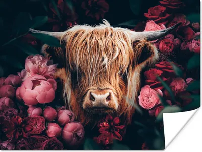 Produktbild von MuchoWow® Poster Kuh - Schottischer Highlander - Blumen - Botanisch 160x120 cm - Foto Plakat