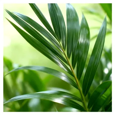 Produktbild von Zimmerpflanze - Howea Forsteriana - Kentia Palme - Pflegeleicht - Grün - 1 Pflanze - Topf 19cm - Höhe 80-85cm
