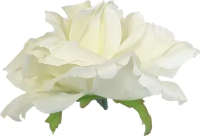 Immagine prodotto di Fiore artificiale rosa Crema decorativa