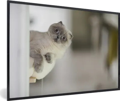 Produktbild von MuchoWow® MuchoWow® Gerahmtes Poster Katze - Tier - Wohnzimmer 60x40 cm - Poster mit zchwarzem Bilderrahmen - Printing - Wanddeko Schlafzimmer