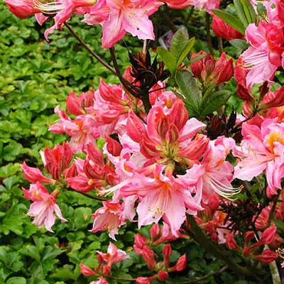 Obrázok produktu pre Ružové azalky - Azalea knaphill  | 40-50 cm v kontajneri