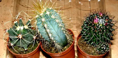 Produktbild von Kakteenmix 3 verschiedene Kakteen für Terrarien und Paludarien, Kaktus