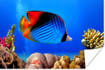 Produktbild von MuchoWow® Poster Ägypten - Fische - Korallen 90x60 cm - Schlafzimmer