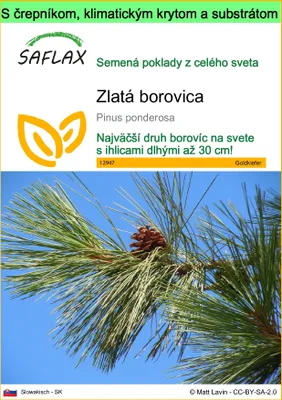 Obrázok produktu pre SAFLAX Garden to go - zlatá borovica - Pinus ponderosa - 20 Semená - S črepníkom, klimatickým vekom a pestovateľským substrátom