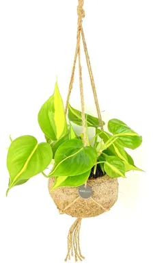 Obrázok produktu pre Kokodama Philodendron scandens Brasil (L)
