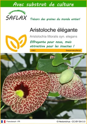Image de SAFLAX  - Aristoloche élégante - 80 graines - Avec substrat - Aristolochia