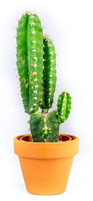 Obrázok produktu pre Gardners Cereus peruvianus mix, priemer 6 cm