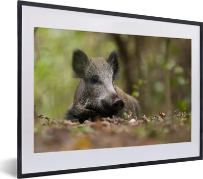 Produktbild von MuchoWow® MuchoWow® Gerahmtes Poster Wildschwein - Wald - Tier 40x30 cm - Poster mit zchwarzem Bilderrahmen - Bilderrahmen - Poster im Rahmen