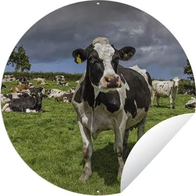 Produktbild von MuchoWow® Gartenposter Outdoor-Poster Rund Kühe - Tiere - Friesisch Ø 150 cm Gartendeko Rundes Poster draußen