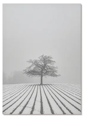 Produktbild von POSTER - 29x42 cm (A3) - Nitrozine - Baum im Schnee, Winterlandschaft, Minimalismus -  Wandbild für Wohnzimmer Schlafzimmer & Flur, Modernes Poster Wanddeko, Ungerahmt