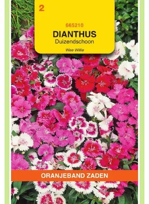 Obrázok produktu pre Oranjeband Dianthus Barbatus Wee Willie – zmes, 1 balenie osiva