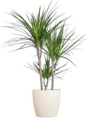 Immagine prodotto di Dracaena Marginata - Albero del drago - Pianta da appartamento - Altezza circa