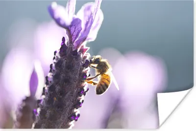 Produktbild von MuchoWow® Poster Nahaufnahme von Lavendel vor einem bunten Hintergrund 180x120 cm - Fotoplakat