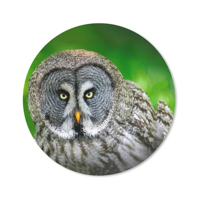 Produktbild von MuchoWow® Mauspad Mousepad Vogel - Eule - Tiere - Braun - Porträt 30x30 cm - Mousepads - Maus Mat - Pad - Mausunterlage - Tischunterlage - Schreibtischmatten