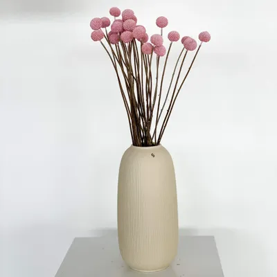 Image de Craspedia - Tiges en forme de tambour - Fleurs séchées et conservées (30-40cm)