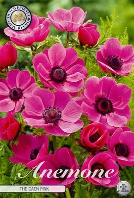 Artikelbild 2 von 'Anemone The Caen Rose (15 Stück)' aus der Kategorie Anemonenknollen