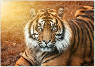 Produktbild von Tulup® Leinwandbild - 100x70 cm - Wandkunst - Drucke auf Leinwand - Leinwanddruck  - Tiere - Braun - Bengalischer Tiger