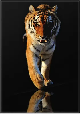 Produktbild von Wallario Wandbild Laufender Tiger, Größe: 70,30 x 100,30 cm, Poster mit schwarzem Aluminiumrahmen