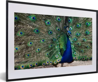 Produktbild von MuchoWow® Gerahmtes Poster Pfauenfedern - Blau - Vogel 60x40 cm - Poster mit Schwarzem Bilderrahmen Wandposter Rahmen Foto Bilder - Schlafzimmer - Plakat in Rahmen - Drucken
