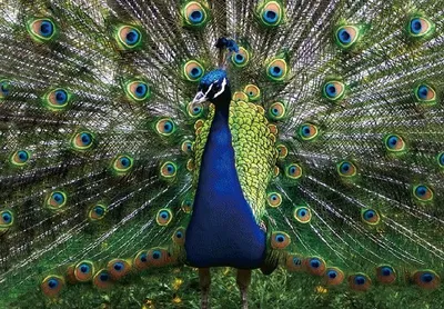 Produktbild von 3 D Ansichtskarte Pfau, Vögel Postkarte Wackelkarte Hologrammkarte Tiere Tier Vogel
